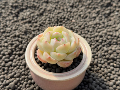 Echeveria White Crystal Rose Imported Succulent Plant