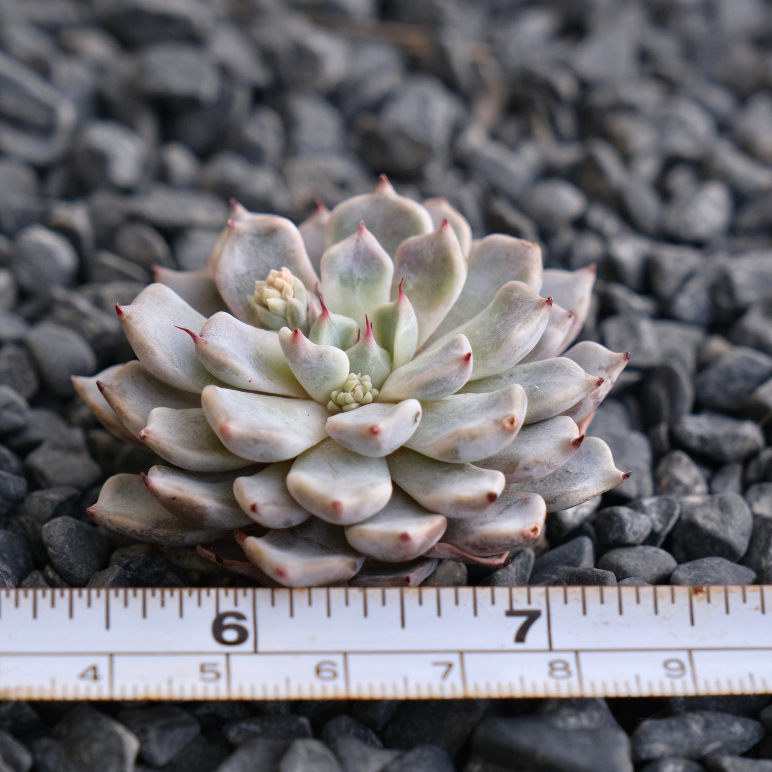 Echeveria Grey Rosa Korean Succulent Plant Hwaga hybrid