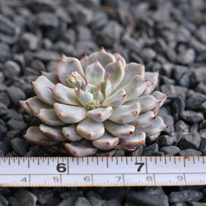 Echeveria Grey Rosa Korean Succulent Plant Hwaga hybrid