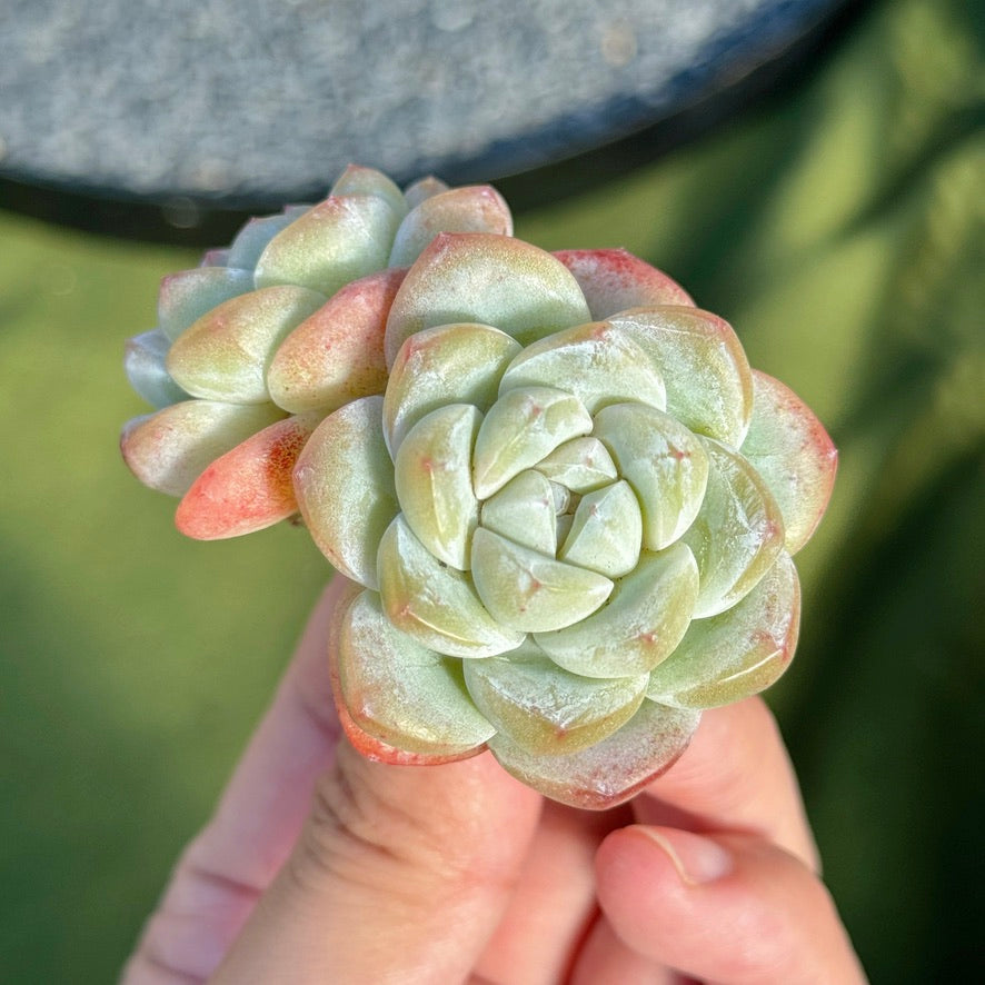 Echeveria Ice Green Succulent Plant B