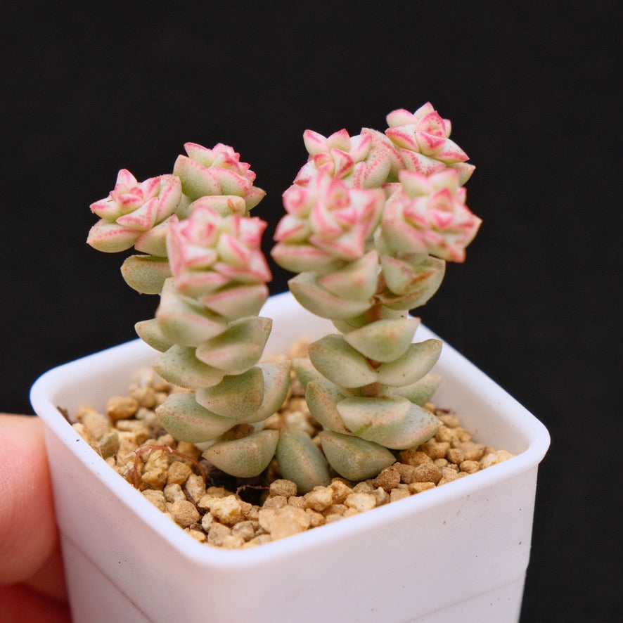 Variegated Crassula Pastel Succulent Plant