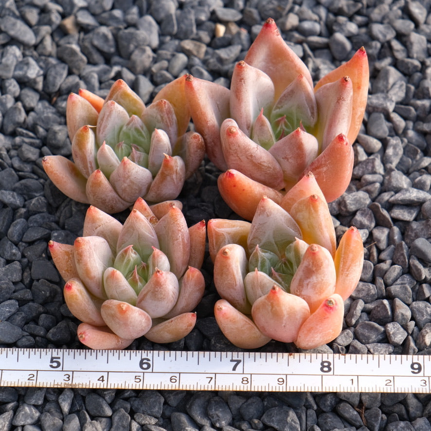 Echeveria tolimanensis hybrid Korean Succulent Plant Changhee hybrid