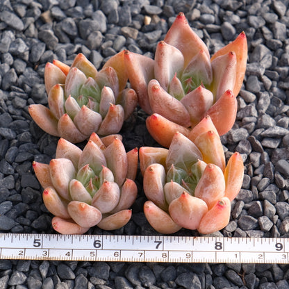 Echeveria tolimanensis hybrid Korean Succulent Plant Changhee hybrid