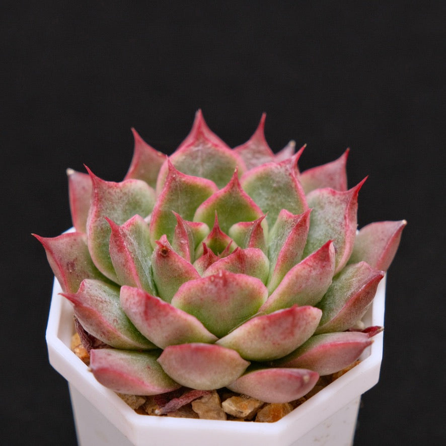Echeveria Ruby Heart Korean Succulent Plant Changhee hybrid