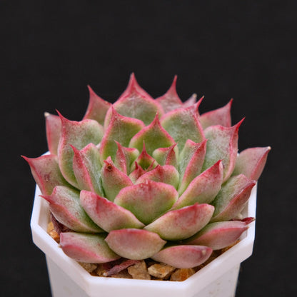 Echeveria Ruby Heart Korean Succulent Plant Changhee hybrid