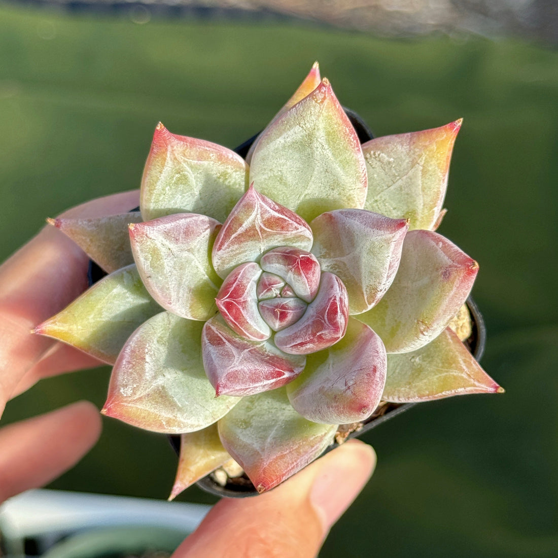 Echeveria Ice Muscle Korean Succulent Plant