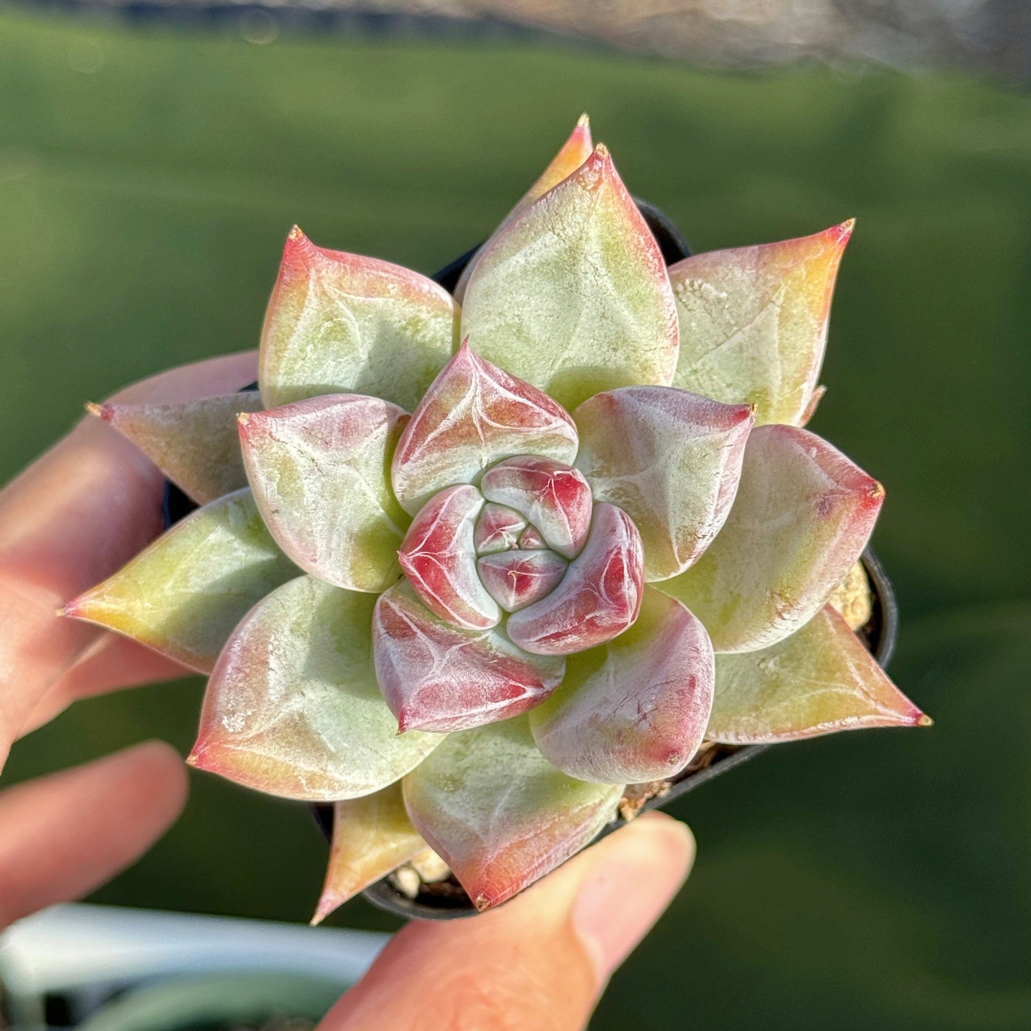 Echeveria Ice Muscle Korean Succulent Plant