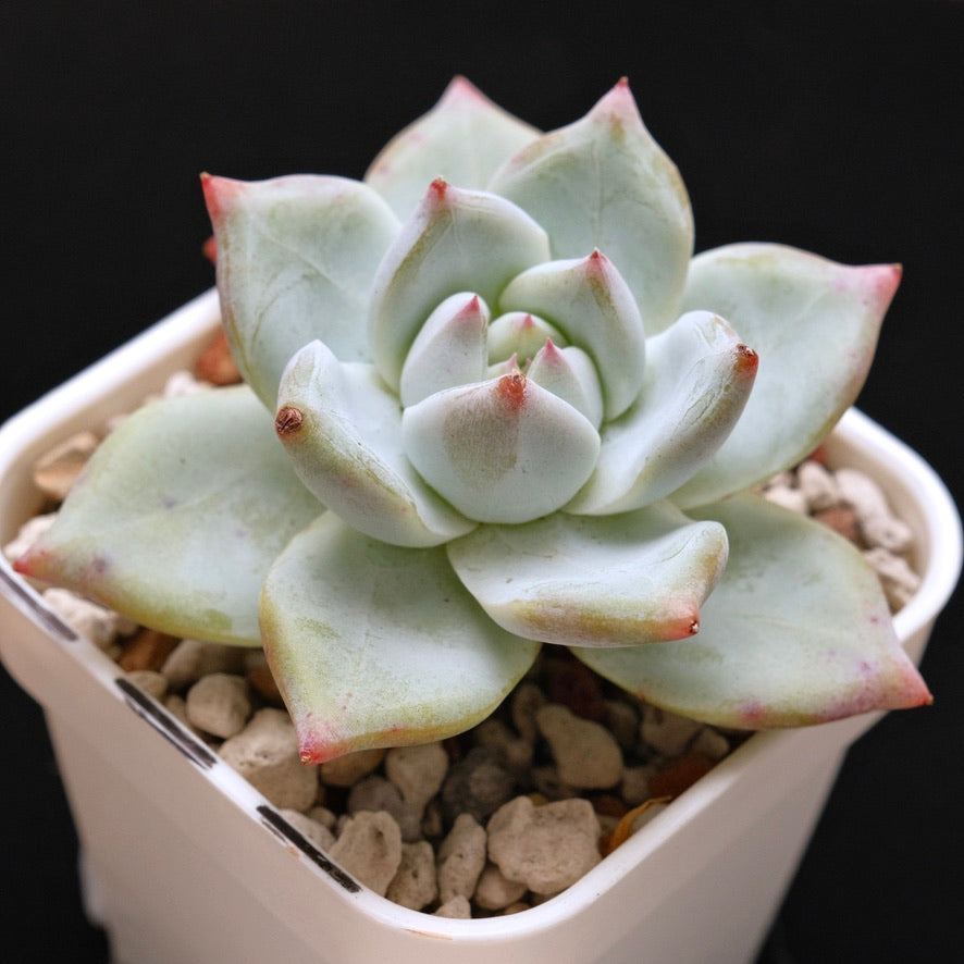 Echeveria colorata hybrid Korean Succulent Plant