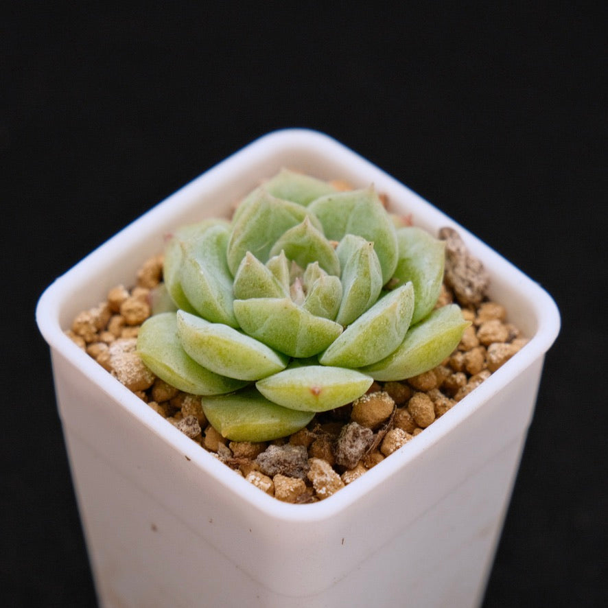 Echeveria Pure Love baby Korean Succulent Plant Changhee hybrid