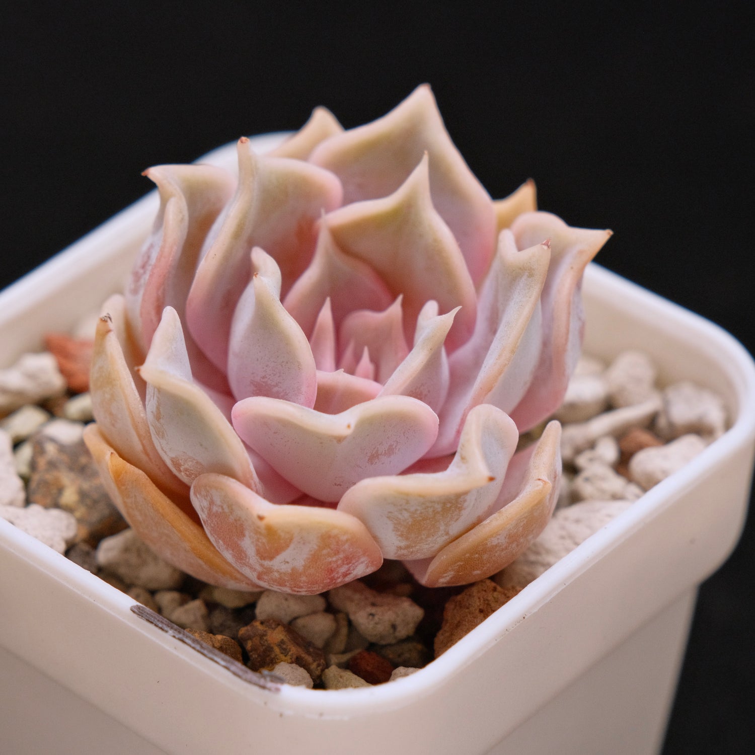 Echeveria Lilacina Korean Succulent Plant