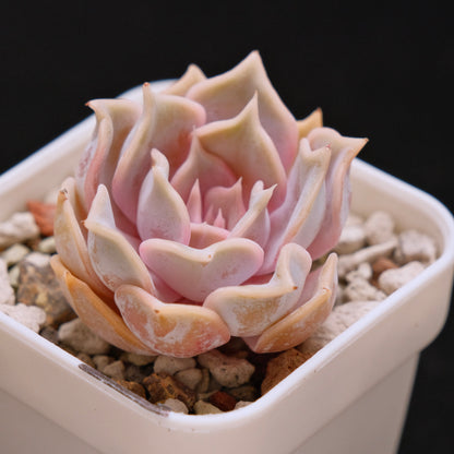 Echeveria Lilacina Korean Succulent Plant