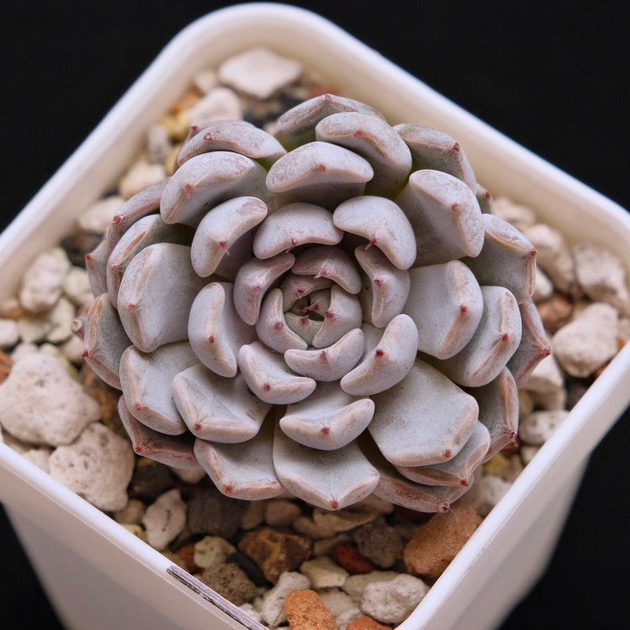 Echeveria Grey Rosa Korean Succulent Plant Hwaga hybrid