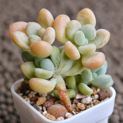 Graptosedum Jelly Finger Imported Succulent Plant - B