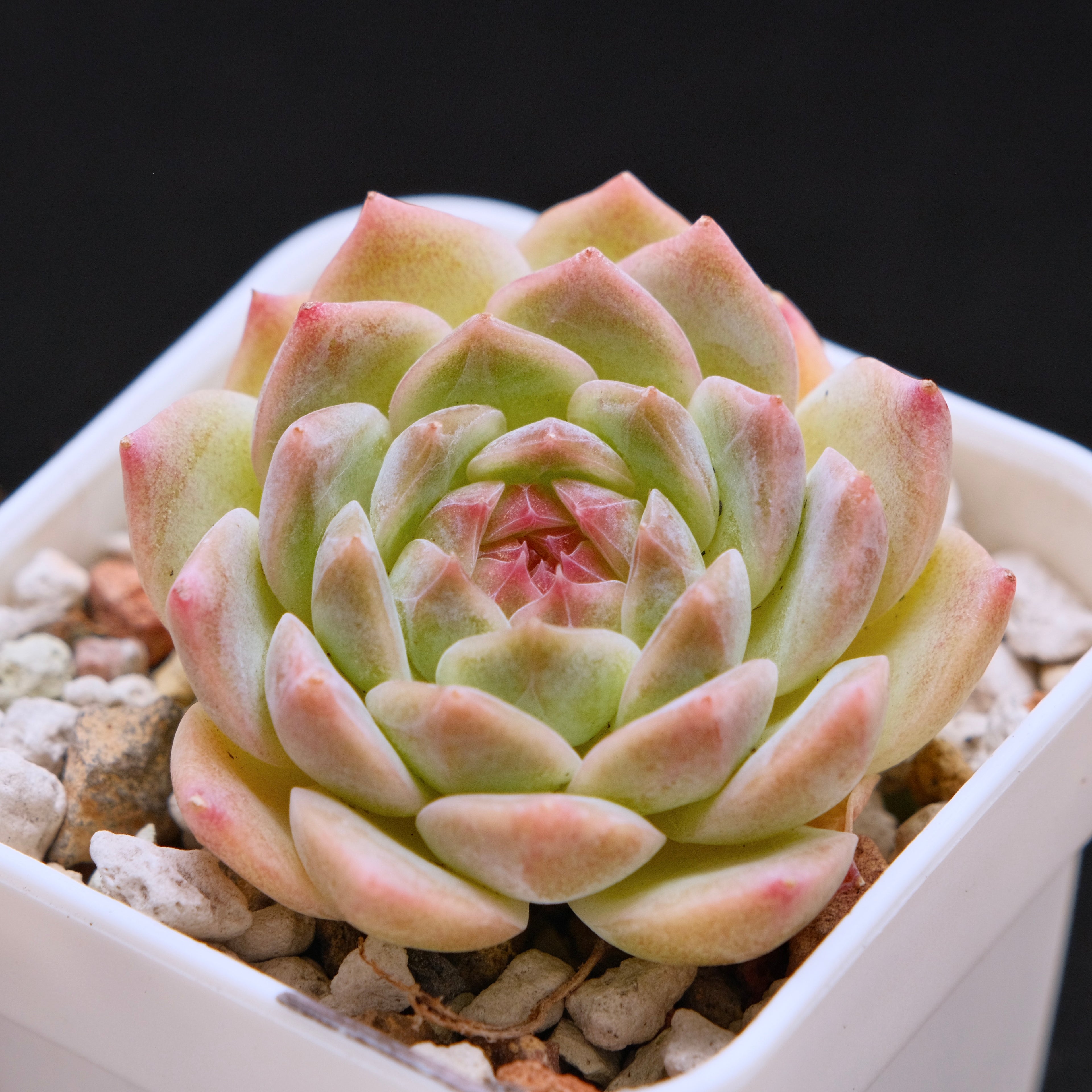 Echeveria Dreamland Imported Succulent Plant *New* 梦境
