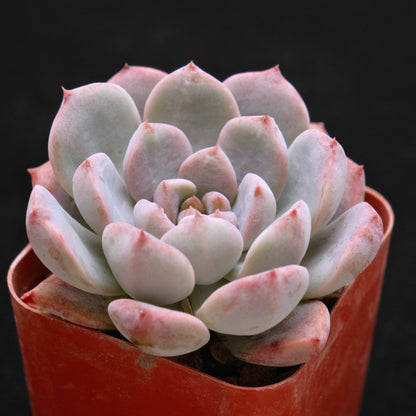 Echeveria Pink Elf Korean Succulent Plant *Rare*