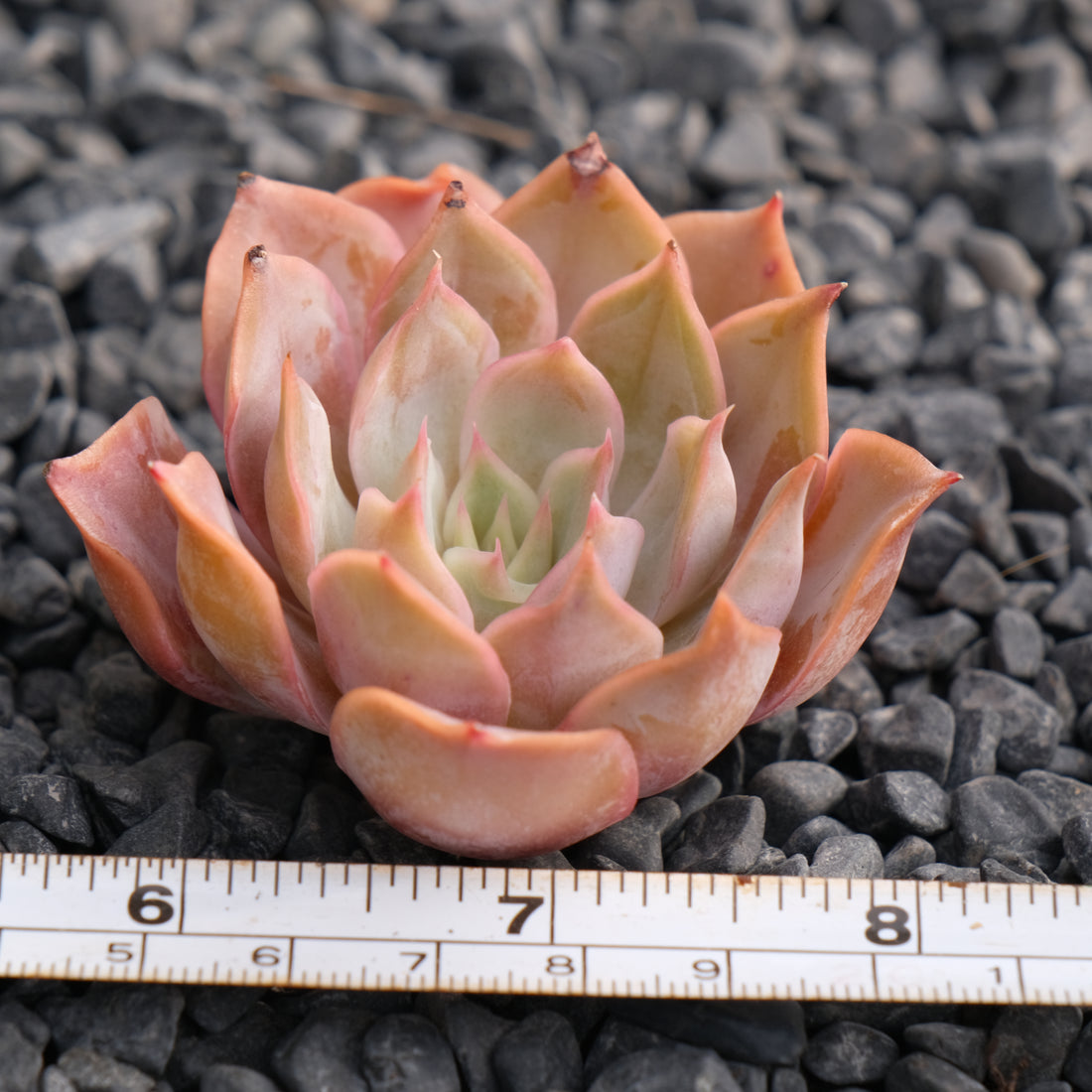 Echeveria Kisses Korean Succulent Plant