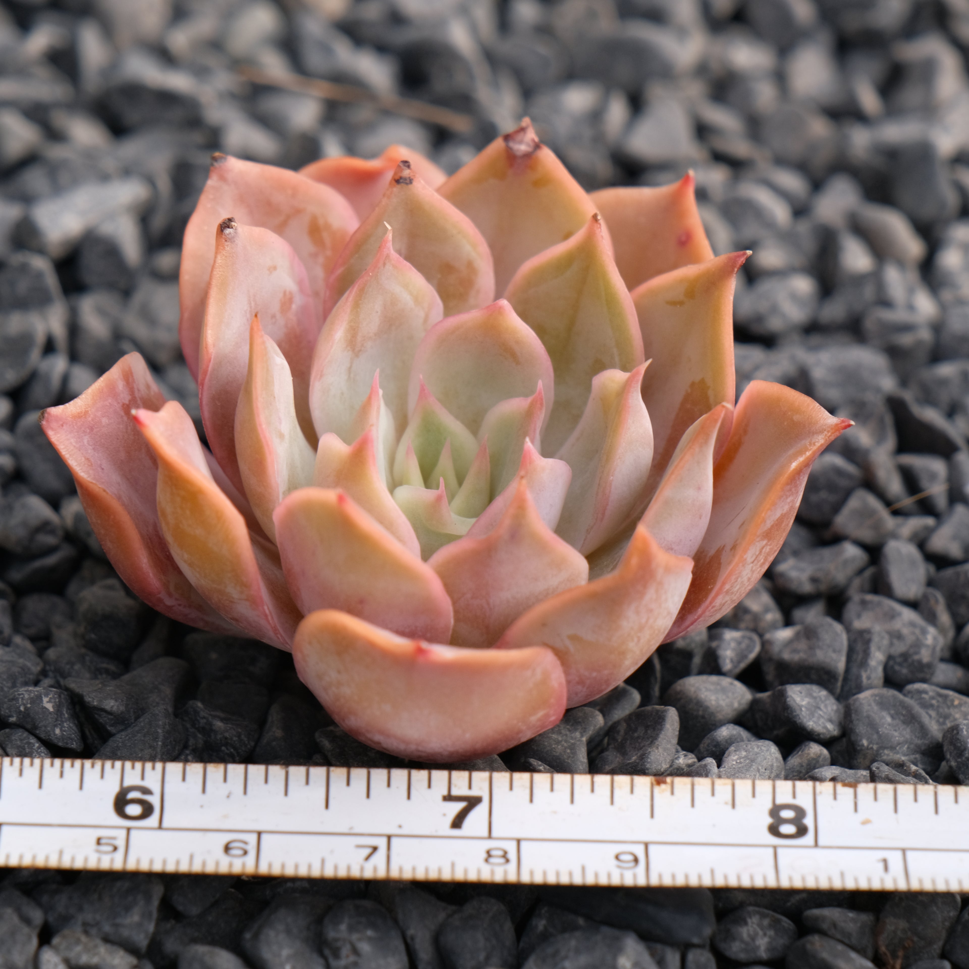 Echeveria Kisses Korean Succulent Plant