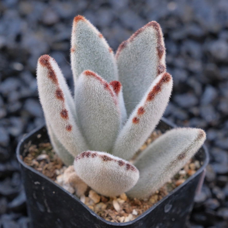 Kalachoe tomentosa Locally Grown Succulent Plant Panda Plant