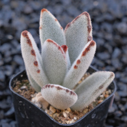 Kalachoe tomentosa Locally Grown Succulent Plant Panda Plant