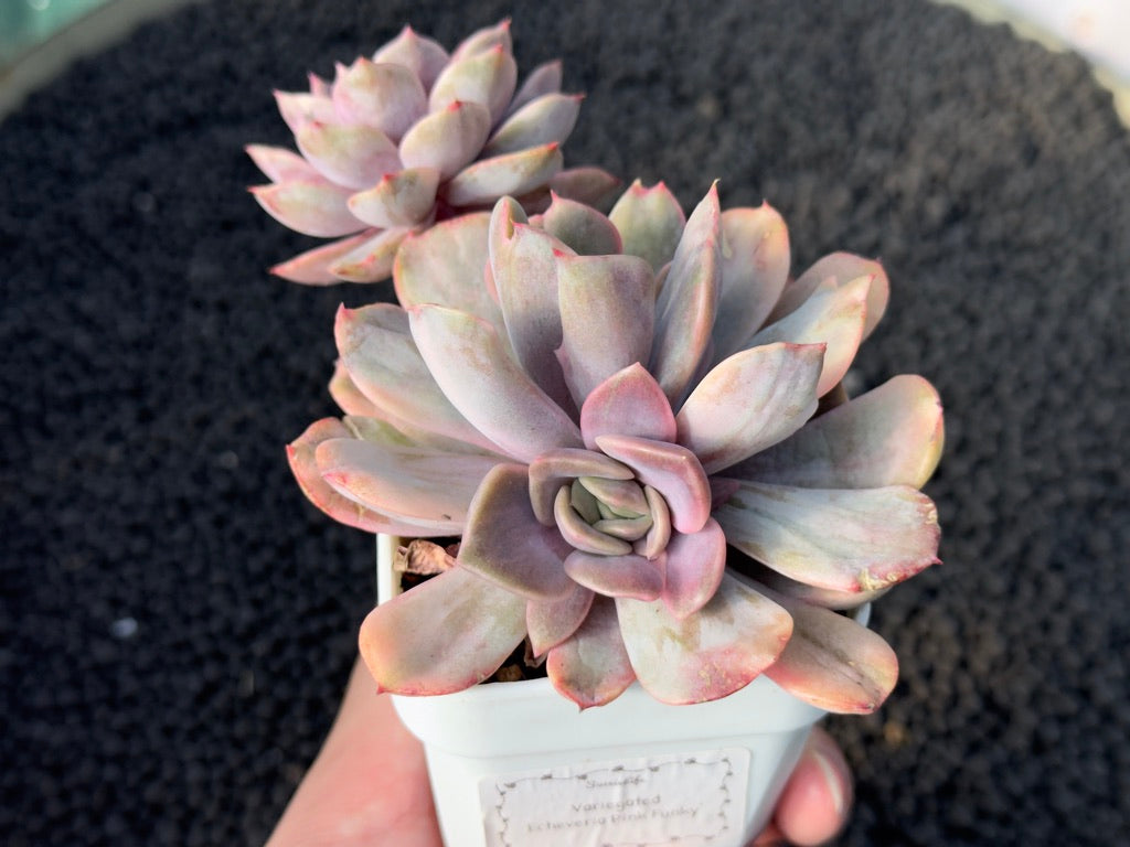Variegated Echeveria Pink Funky Korean Succulent Plant