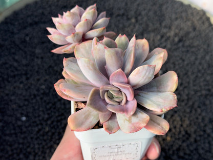 Variegated Echeveria Pink Funky Korean Succulent Plant