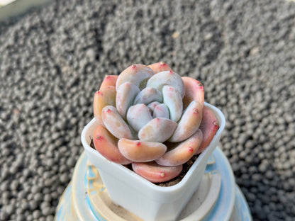 Chubby Graptoveria hybrid Imported Succulent Plant