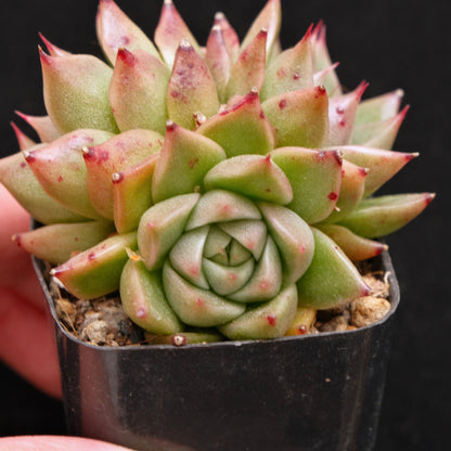 Echeveria Super Lina Korean Succulent Plant