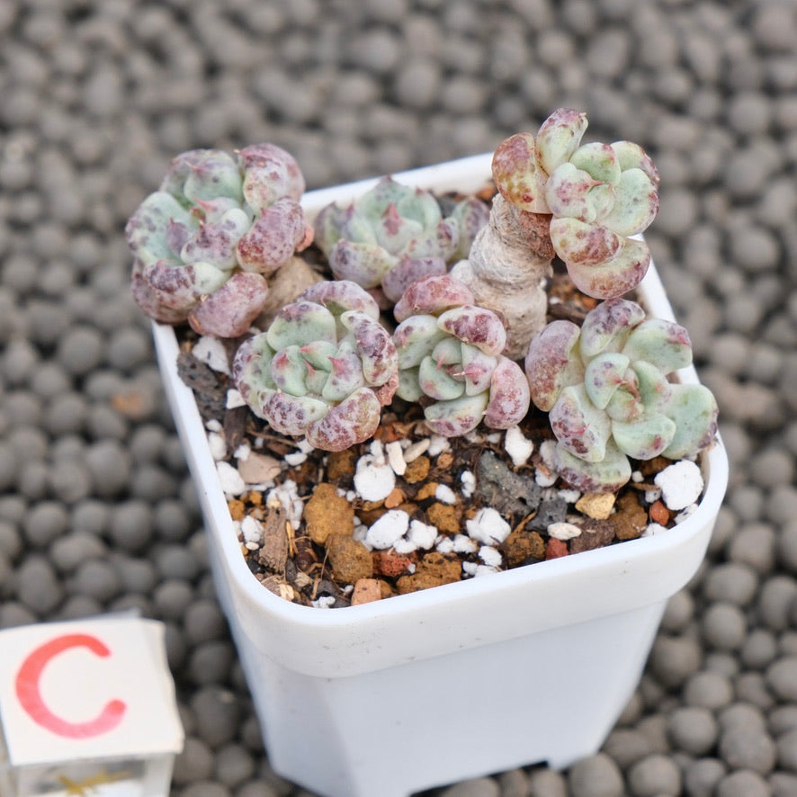 Echeveria Indigo Mini Korean Succulent Plant Hwaga Hybrid