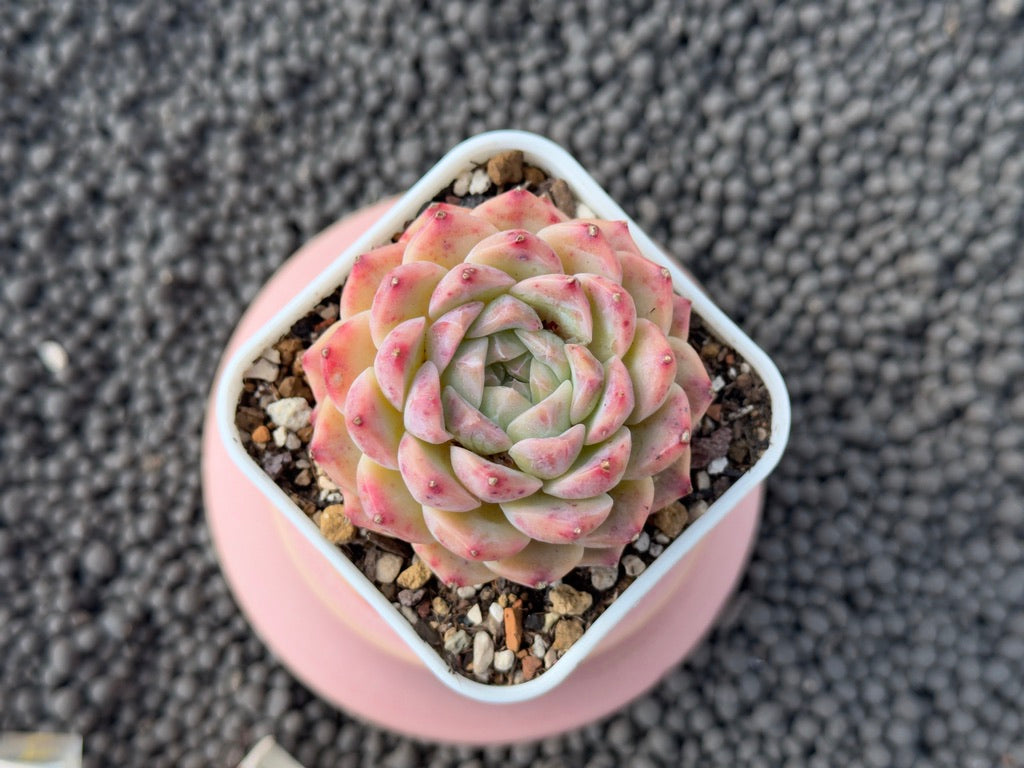 Echeveria Pink Lina Imported Succulent Plant