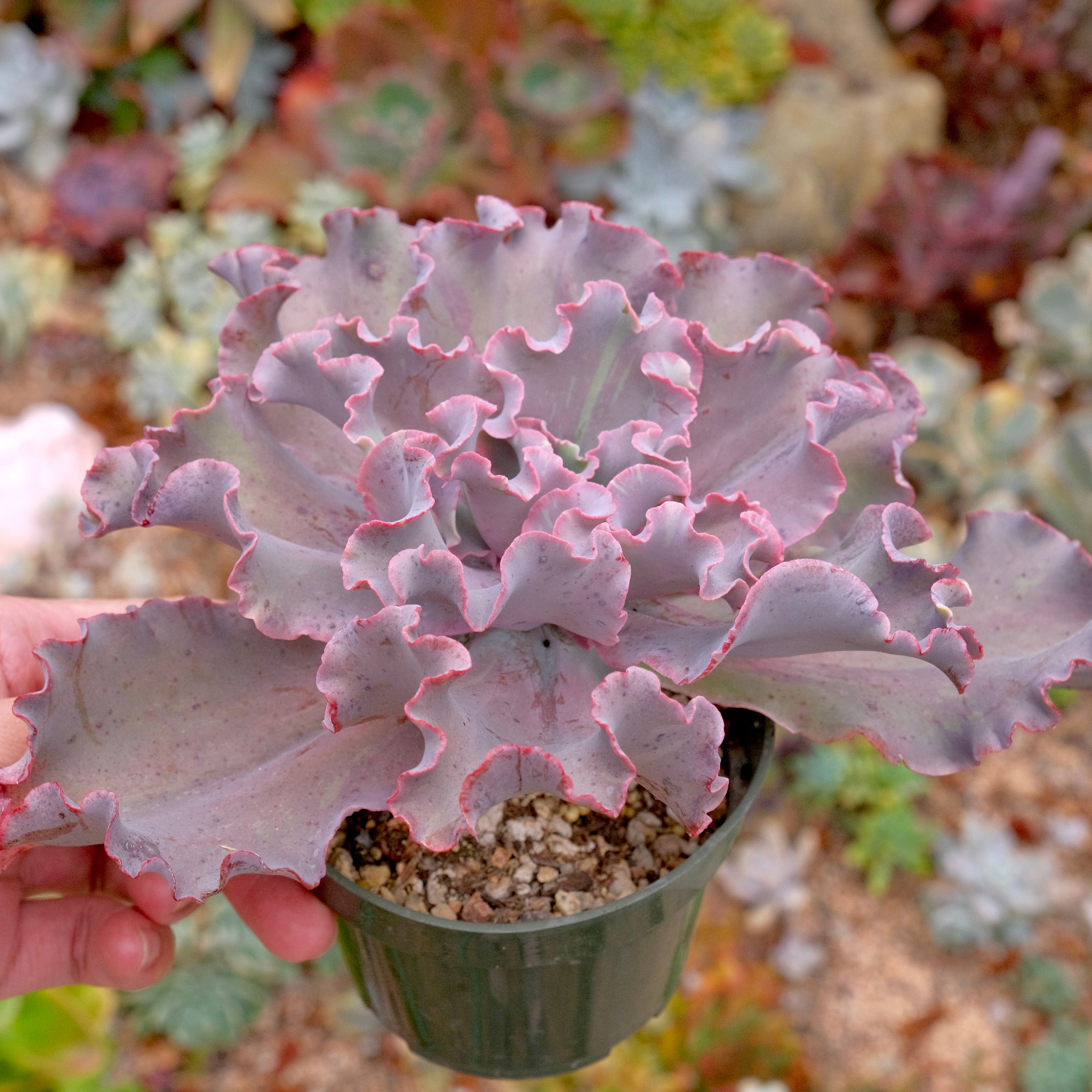 Variegated Echeveria Fury Succulent Plant