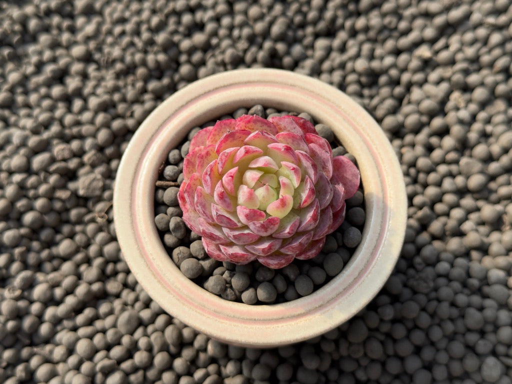 Echeveria Charles Rose Imported Succulent Plant