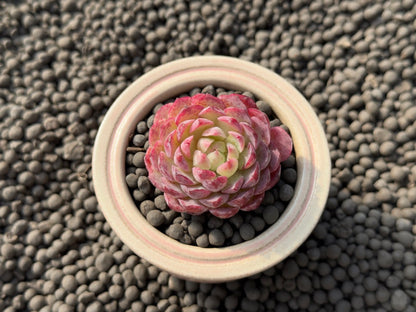 Echeveria Charles Rose Imported Succulent Plant