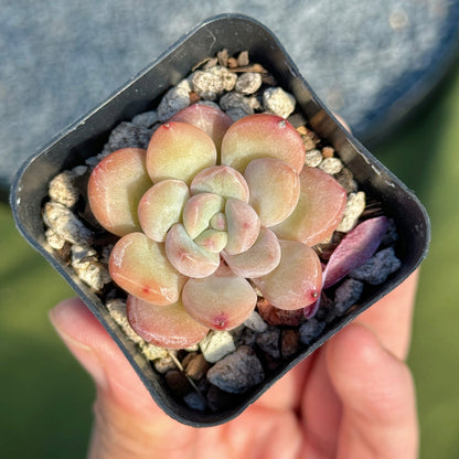 Echeveria Yves Saint Rose Korean Succulent Plant