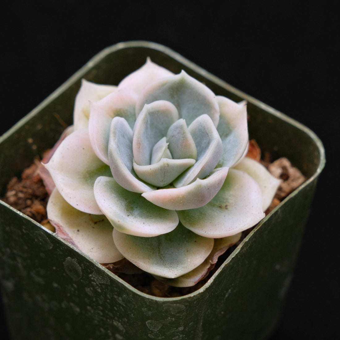 Variegated Echeveria Blue Surprise Korean Succulent Plant