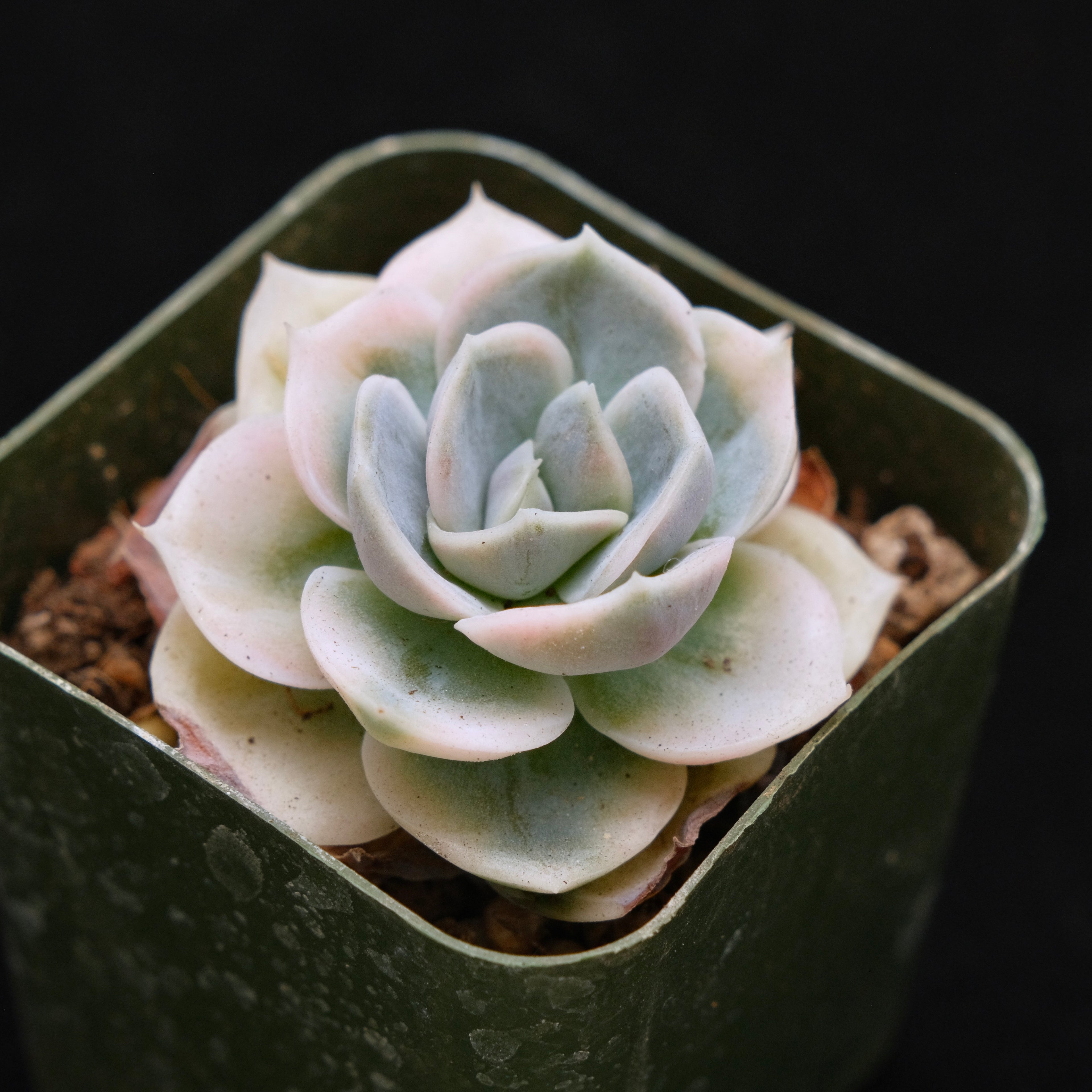 Variegated Echeveria Blue Surprise Korean Succulent Plant