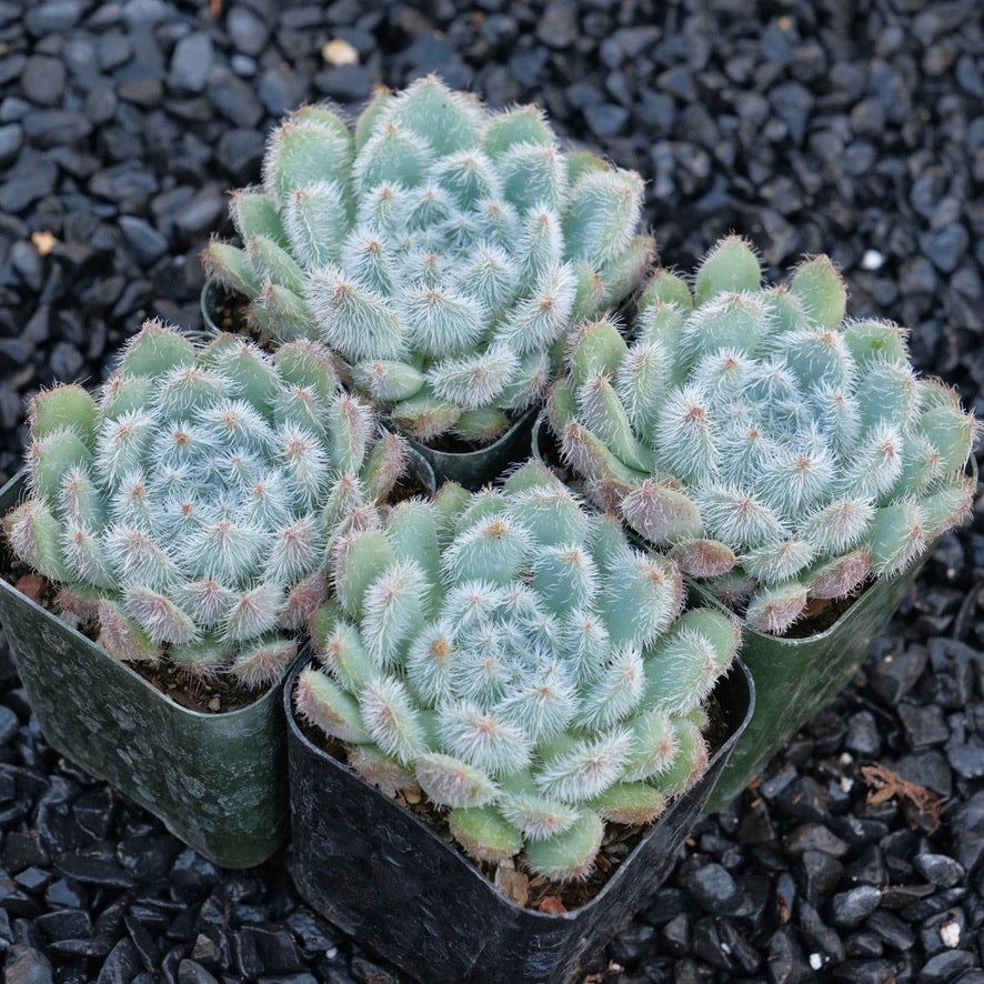 setosa succulent Echeveria setosa Succulent Plant – Succielife