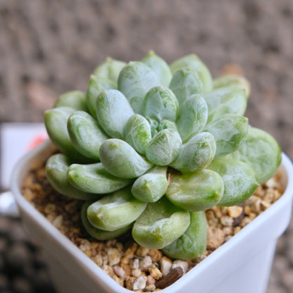 Pachyveria Cocoa Beans Imported Succulent Plant - A