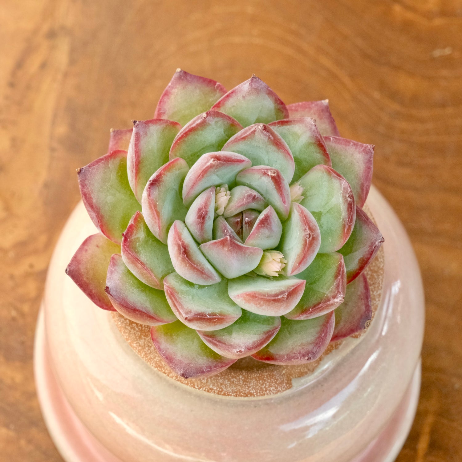 Echeveria LinLin Korean Succulent Plant Mam and Sister hybrid