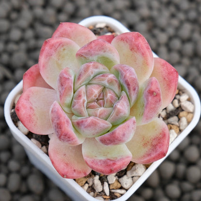 Echeveria Amber Imported Succulent Plant
