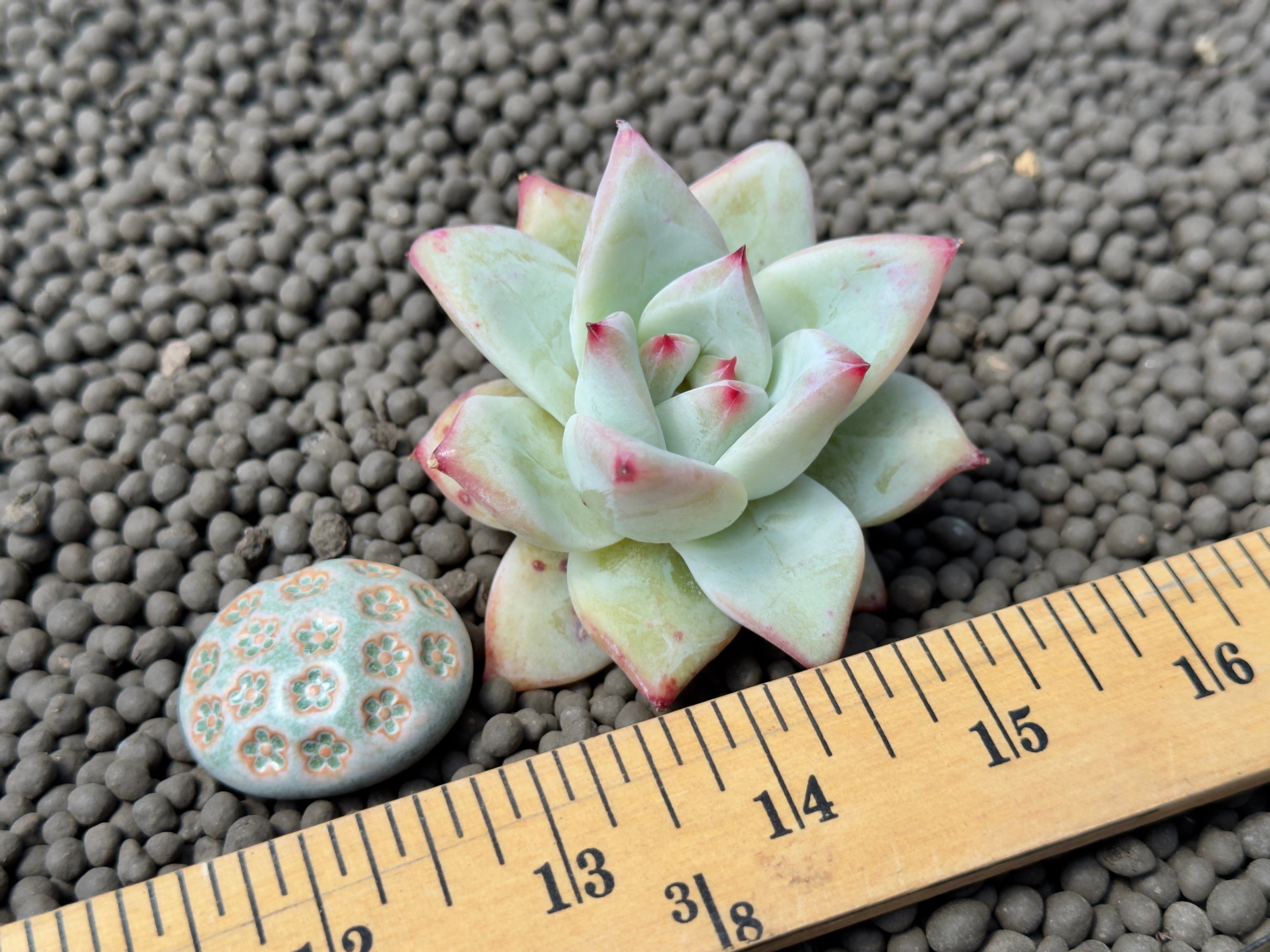 Echeveria colorata Tapalpa Imported Succulent Plant