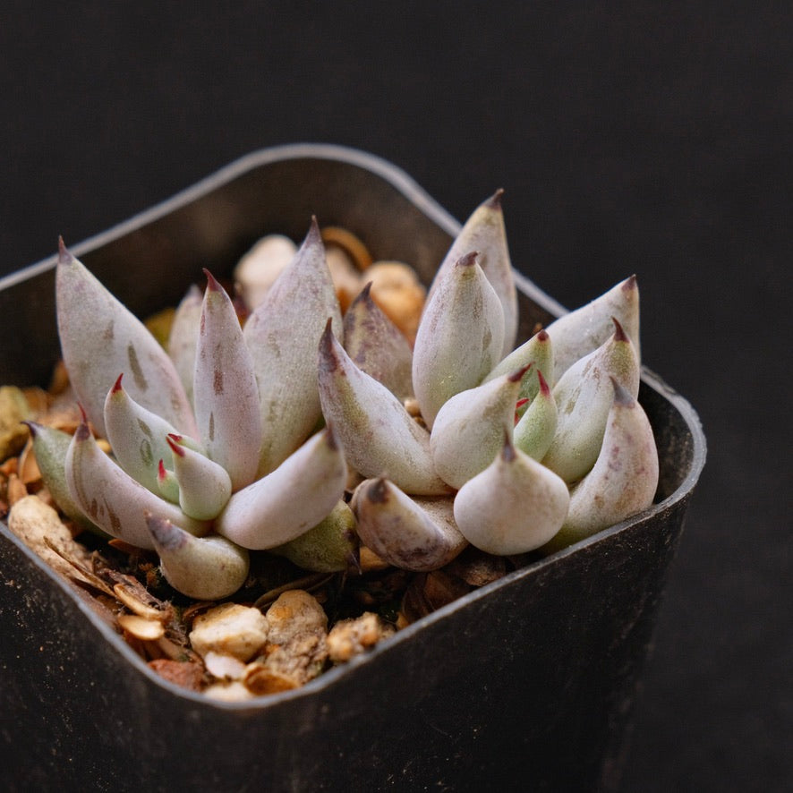 Echeveria unguiculata babies Korean Succulent Plant