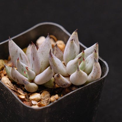 Echeveria unguiculata babies Korean Succulent Plant