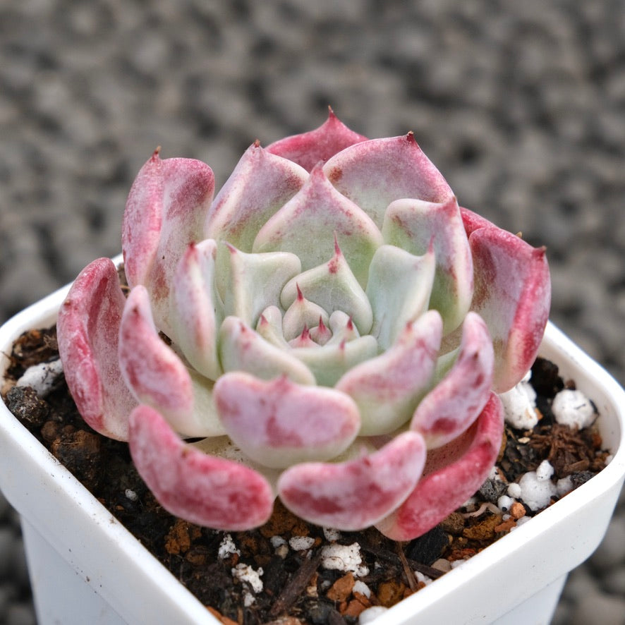 Echeveria Sweet Kiss Succulent Plant Hwaga Hybrid