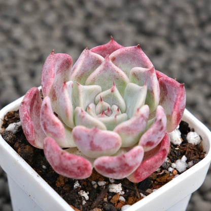 Echeveria Sweet Kiss Succulent Plant Hwaga Hybrid