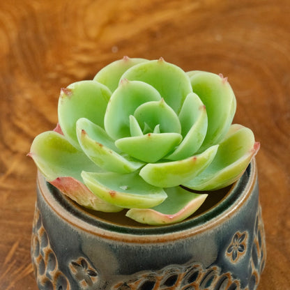 Echeveria Lemon Rose Korean Succulent Plant