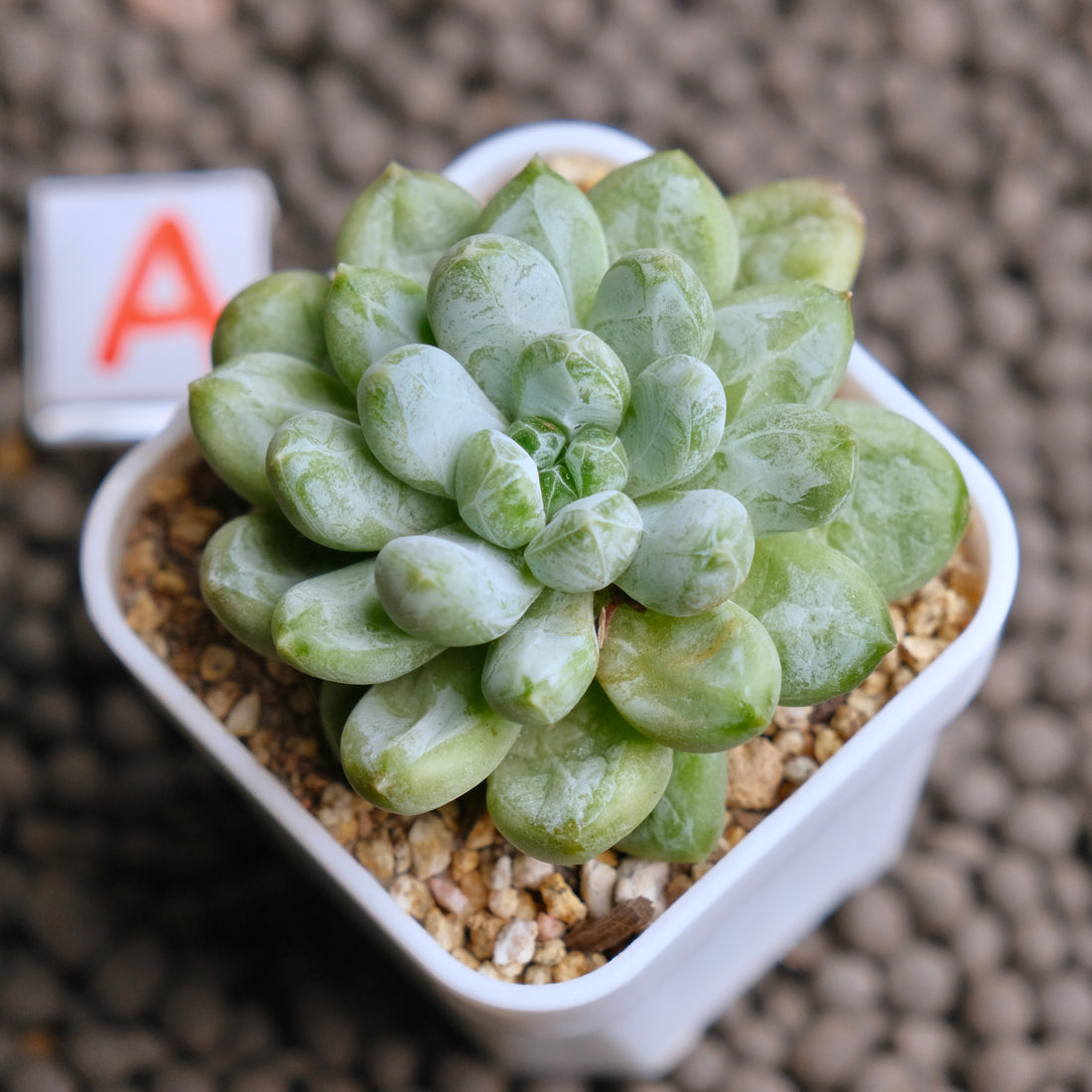 Pachyveria Cocoa Beans Imported Succulent Plant - A