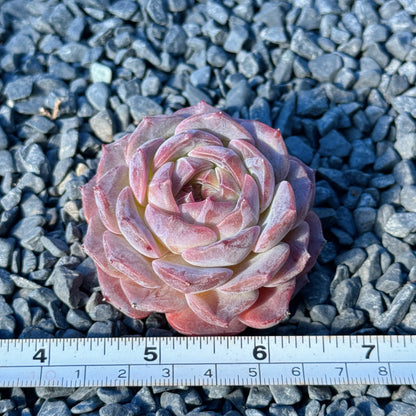 Echeveria Jelly Hybrid Succulent Plant B