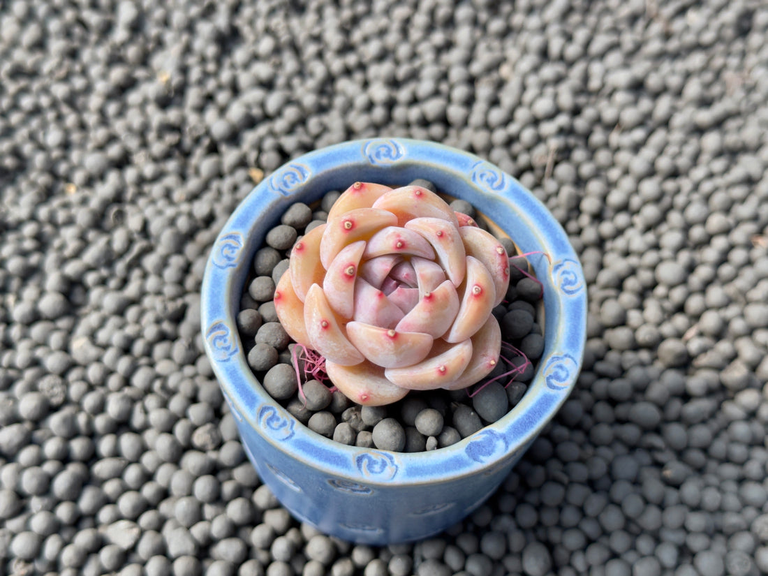 Echeveria Queens Rose x Monroe Imported Succulent Plant