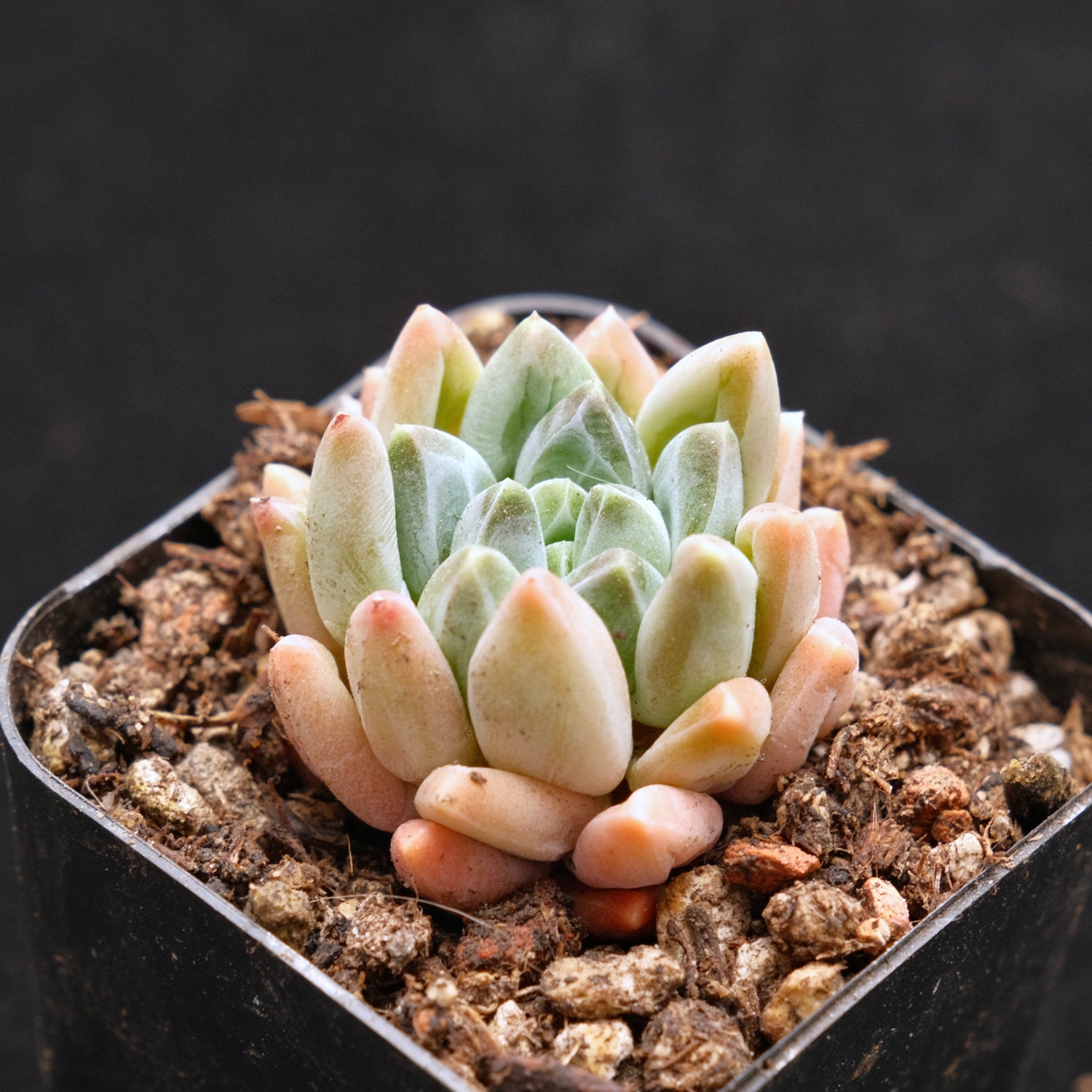 korean succulent plants Pachyveria Organic Candy Korean Succulent Plant