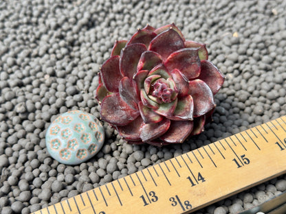 Echeveria Melodias Korean Succulent Plant